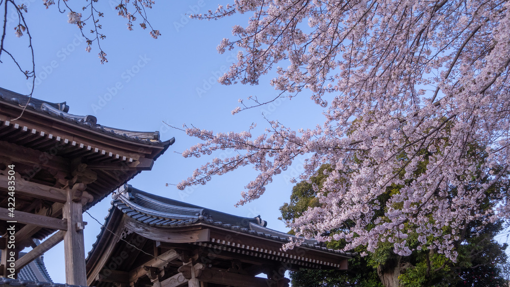 日本のお寺と満開の桜
