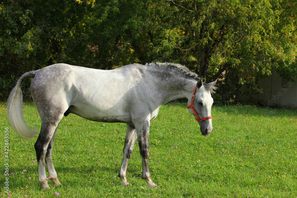 Dressage horse on summer meadow. Equine, beautiful. Dressage horse on summer meadow. Equine, beautiful.