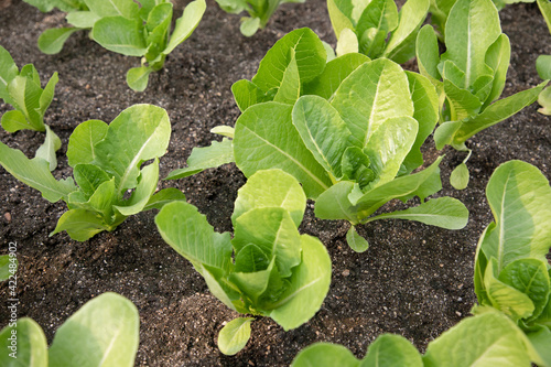Organic butterhead salad vegetables for sale in a big market. Concept of organic vegetables and a self-sufficiency way