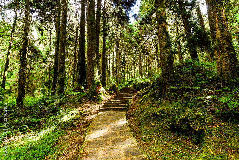 Stone pathway through the green forest, Alishan Forest Recreation Area in Chiayi, Taiwan. Stone pathway through the green forest, Alishan Forest Recreation Area in Chiayi, Taiwan.