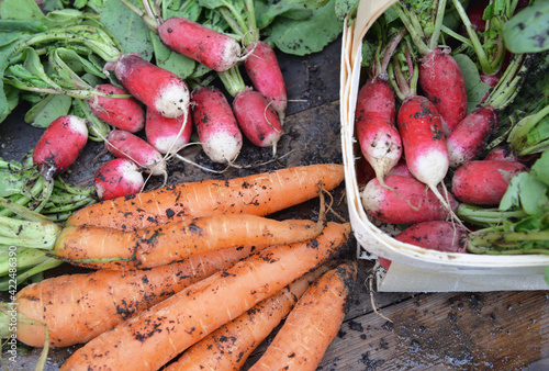carrots and radishes freshly harvested in garden and put on a plank