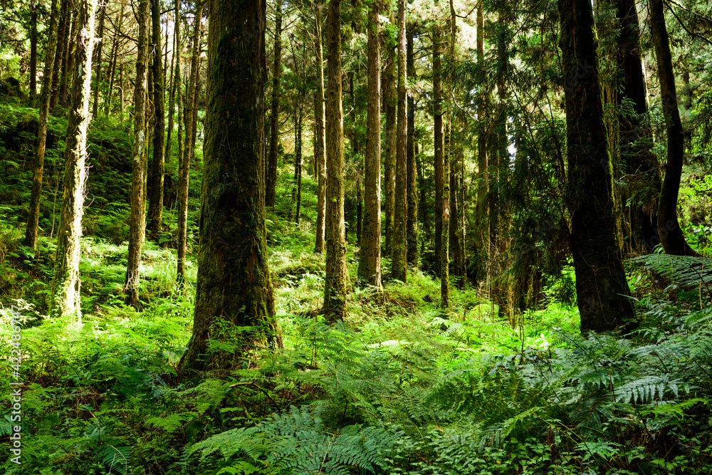 Beautiful green forest in the Alishan Forest Recreation Area in Chiayi, Taiwan. Beautiful green forest in the Alishan Forest Recreation Area in Chiayi, Taiwan.