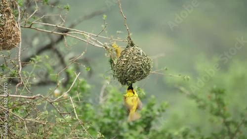 Female yellow Masked Weaver bird checks out male's nest after display photo