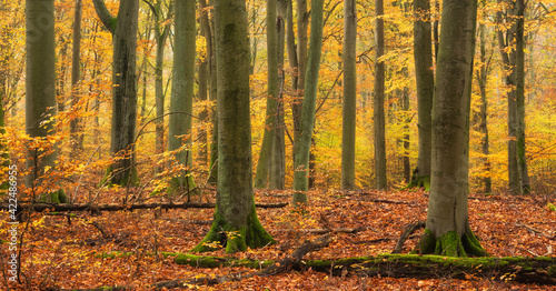 Forest of old beech trees in full autumn foliage
