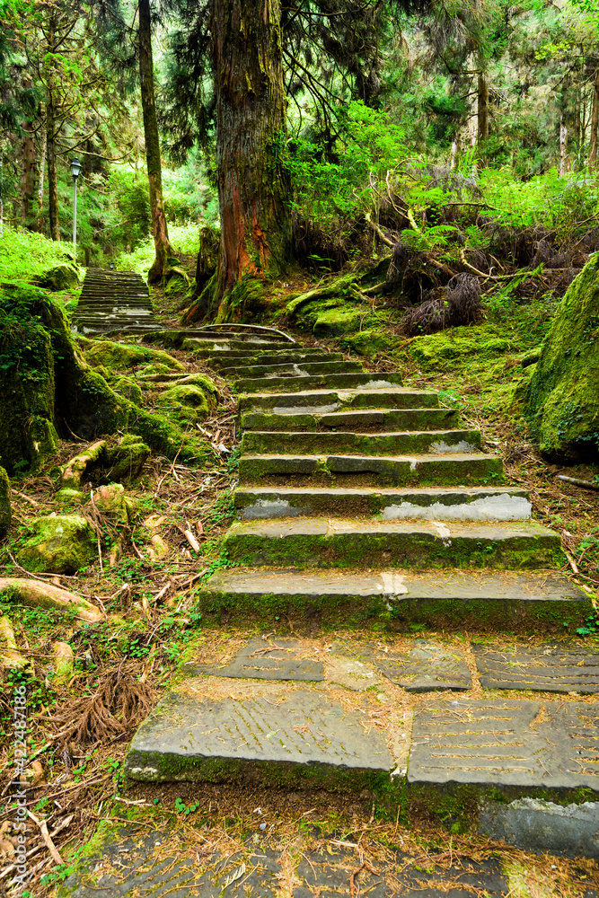 Stone stair path through the green forest, Alishan Forest Recreation Area in Chiayi, Taiwan.
