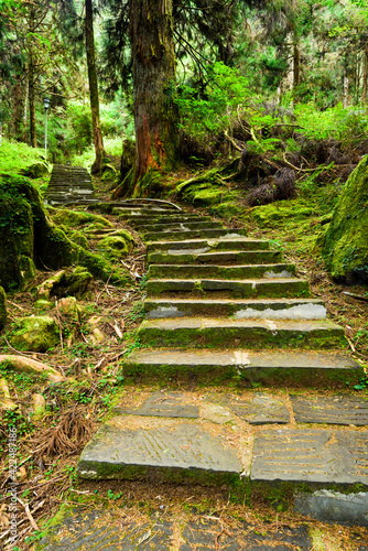 Stone stair path through the green forest  Alishan Forest Recreation Area in Chiayi  Taiwan.