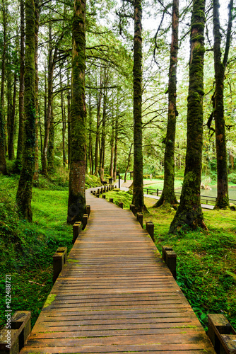 boardwalk paths through the green forest  Alishan Forest Recreation Area in Chiayi  Taiwan.