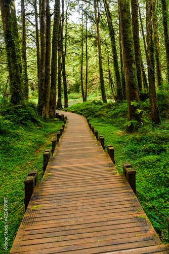 boardwalk paths through the green forest  Alishan Forest Recreation Area in Chiayi  Taiwan. wooden pathway through in the green forest