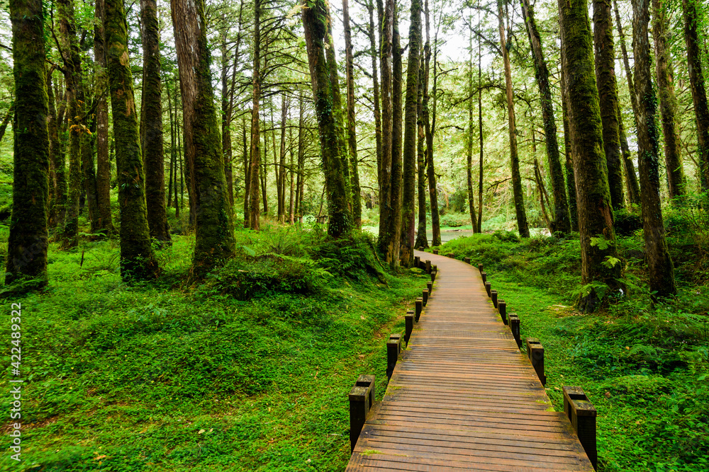 boardwalk paths through the green forest, Alishan Forest Recreation Area in Chiayi, Taiwan. boardwalk paths through the green forest, Alishan Forest Recreation Area in Chiayi, Taiwan.