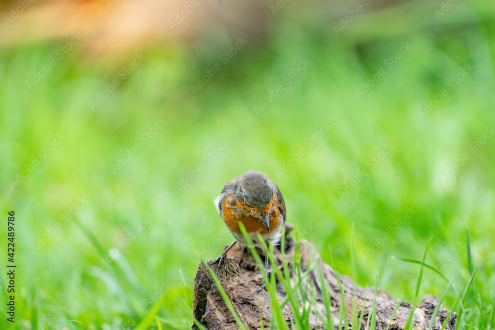 Close-up portrait of an European robin on a wood trunk in a forest during summer. Natural background