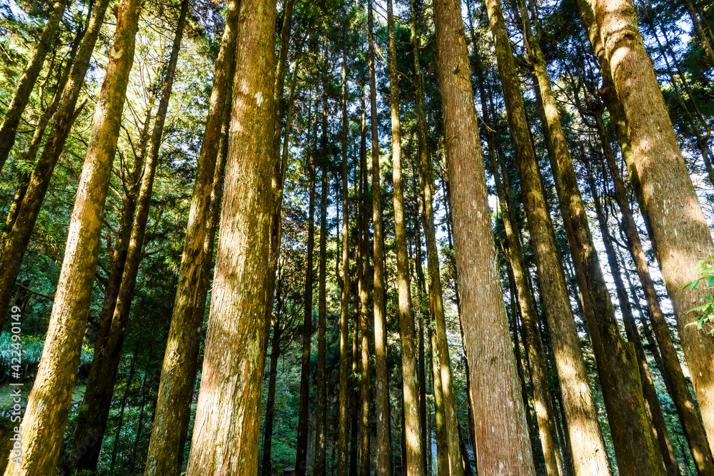 Beautiful green forest in the Alishan Forest Recreation Area in Chiayi, Taiwan.