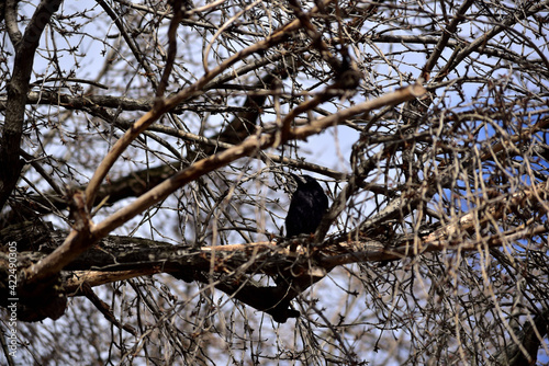 Fototapeta Naklejka Na Ścianę i Meble -  A rook on a branch of a tree