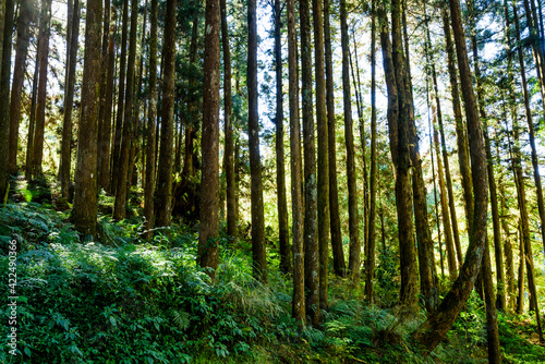 Beautiful green forest at the Alishan Forest Recreation Area in Chiayi  Taiwan.