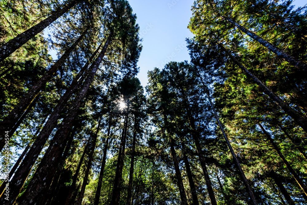 low angle view of green forest in the Alishan Forest Recreation Area in Chiayi, Taiwan. low angle view of green forest in the Alishan Forest Recreation Area in Chiayi, Taiwan.