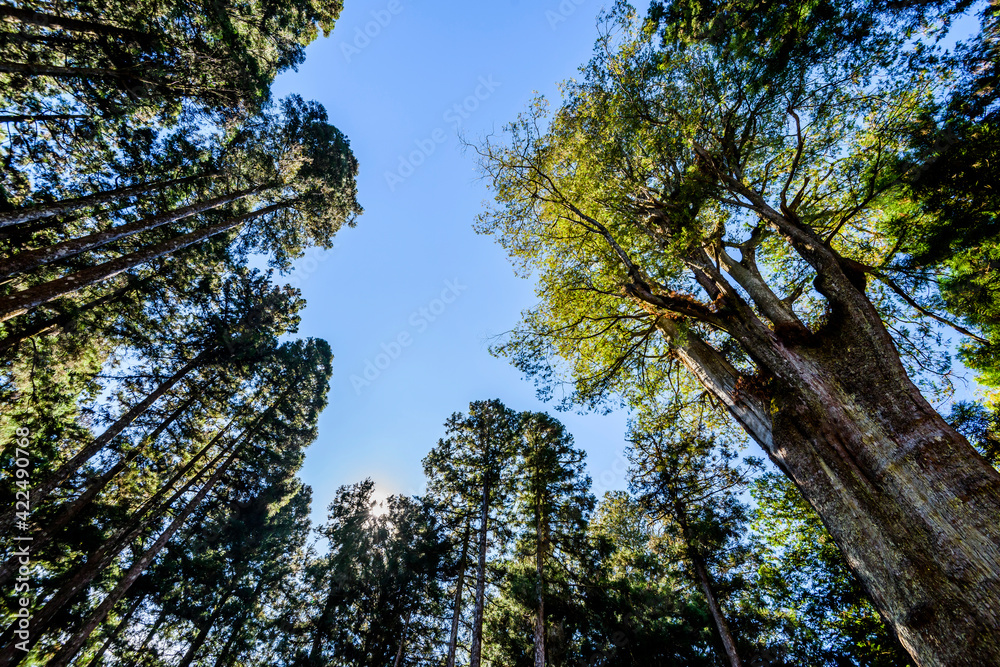 Fototapeta premium low angle view of green forest in the Alishan Forest Recreation Area in Chiayi, Taiwan.