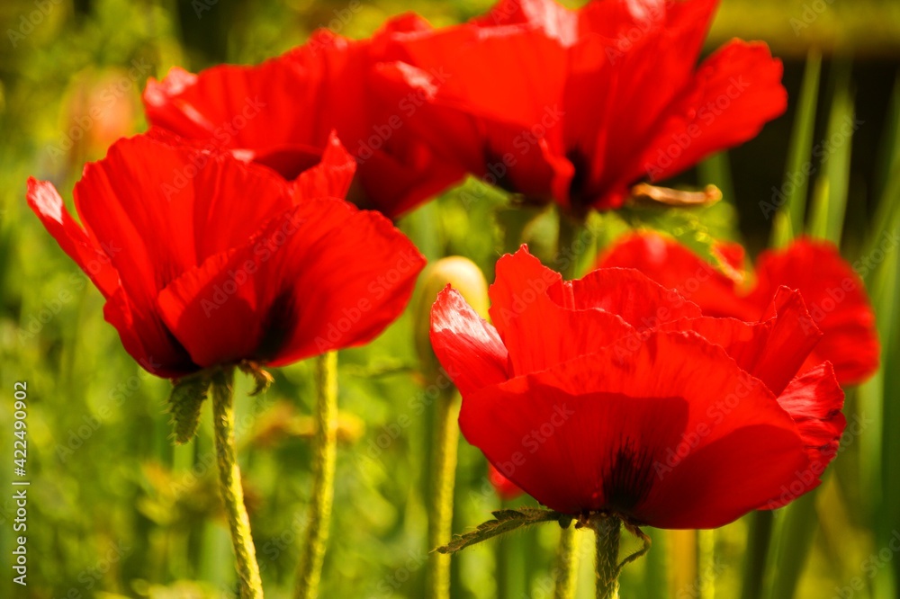 Fototapeta premium 4 rote Mohnblüten