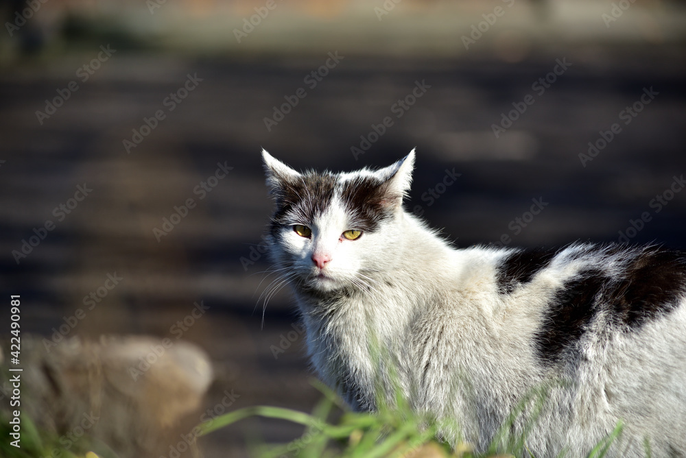 Wild house cat looking at the viewer Wild house cat looking at the viewer