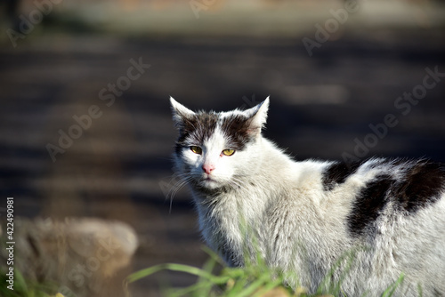 Wild house cat looking at the viewer