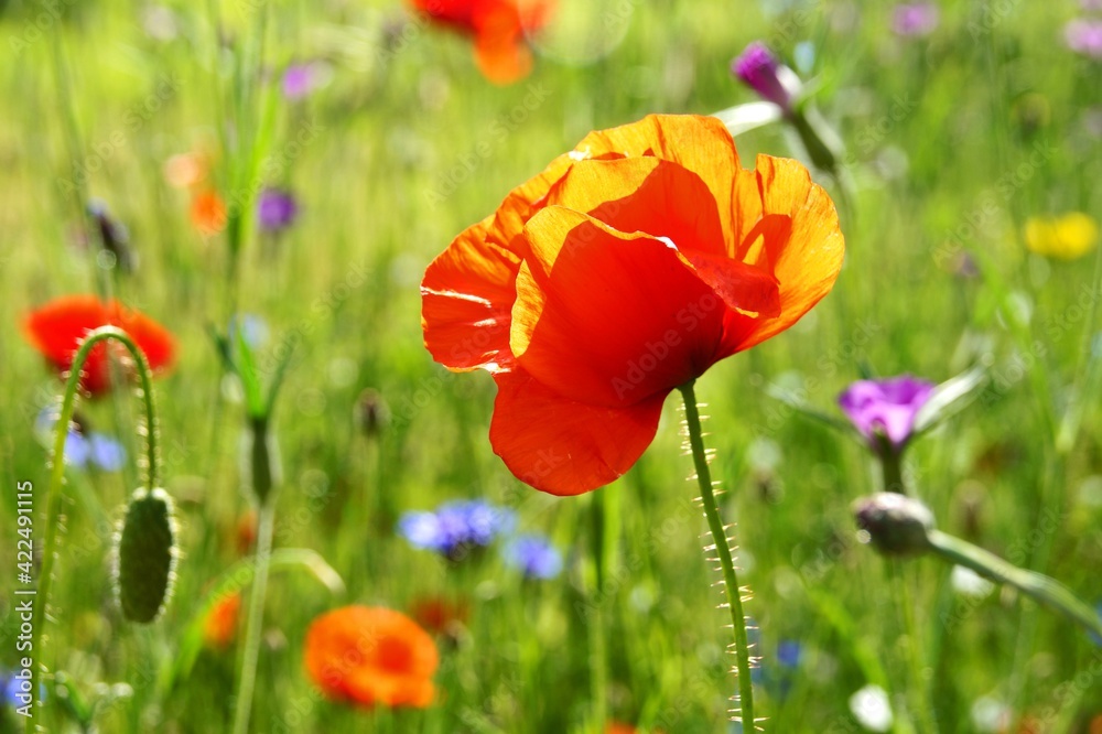 Obraz premium Mohnblume in Blumenwiese