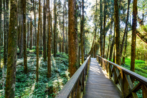 boardwalk paths through the green forest, Alishan Forest Recreation Area in Chiayi, Taiwan.