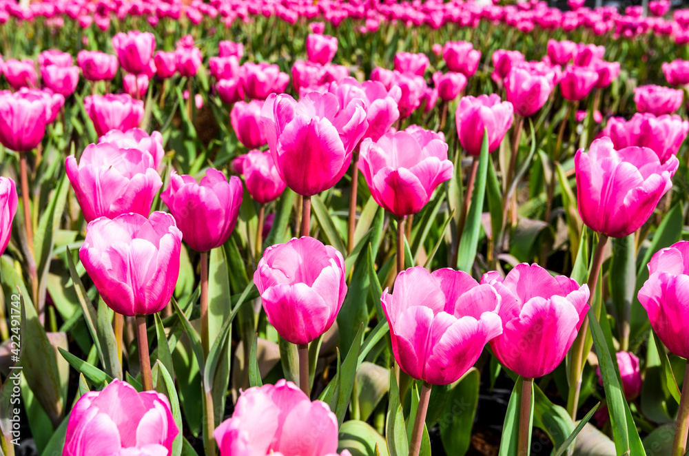 Obraz premium Close-up of tulips growing in the garden