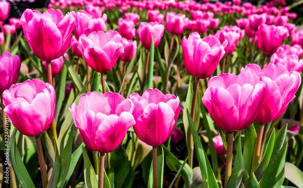 View of beautiful tulips growing in the garden. View of beautiful tulips growing in the garden.