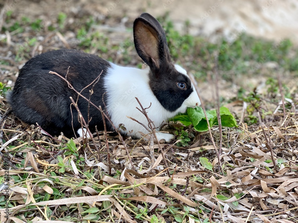 white and black rabbit on grass white and black rabbit on grass