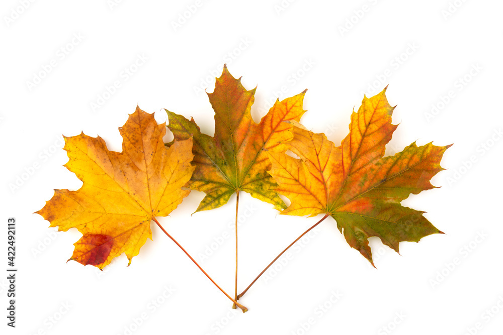 Autumn leaf close-up on white background. rich color background