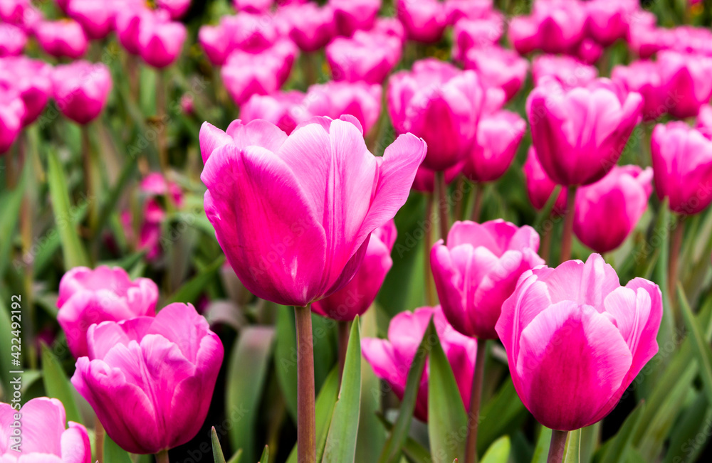 Close-up of tulips growing in the garden Close-up of tulips growing in the garden