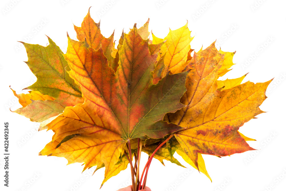 Autumn leaf close-up on white background. rich color background Autumn leaf close-up on white background. rich color background