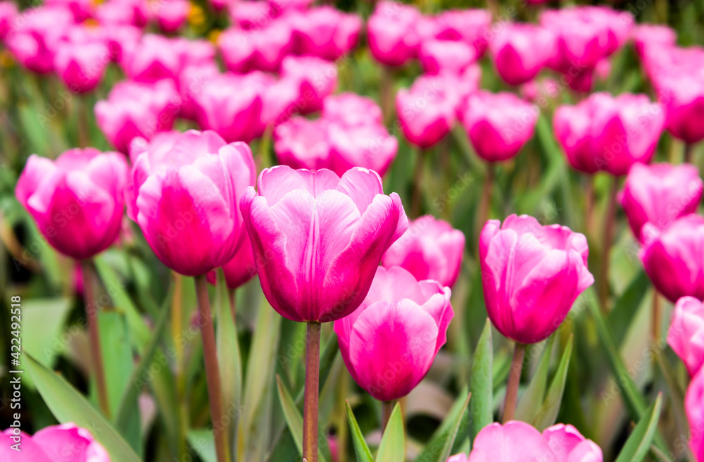 View of beautiful tulips growing in the garden.