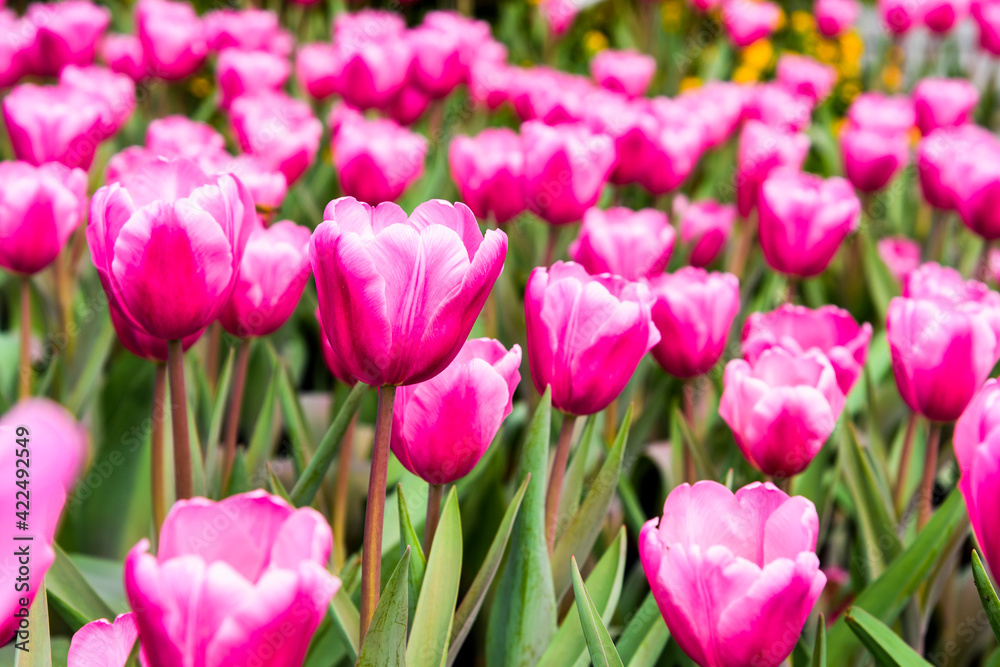 View of beautiful tulips growing in the garden.