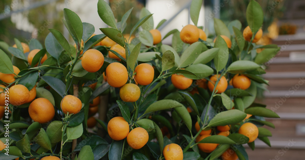 Mandarin oranges grow on tree for a happy chinese new year