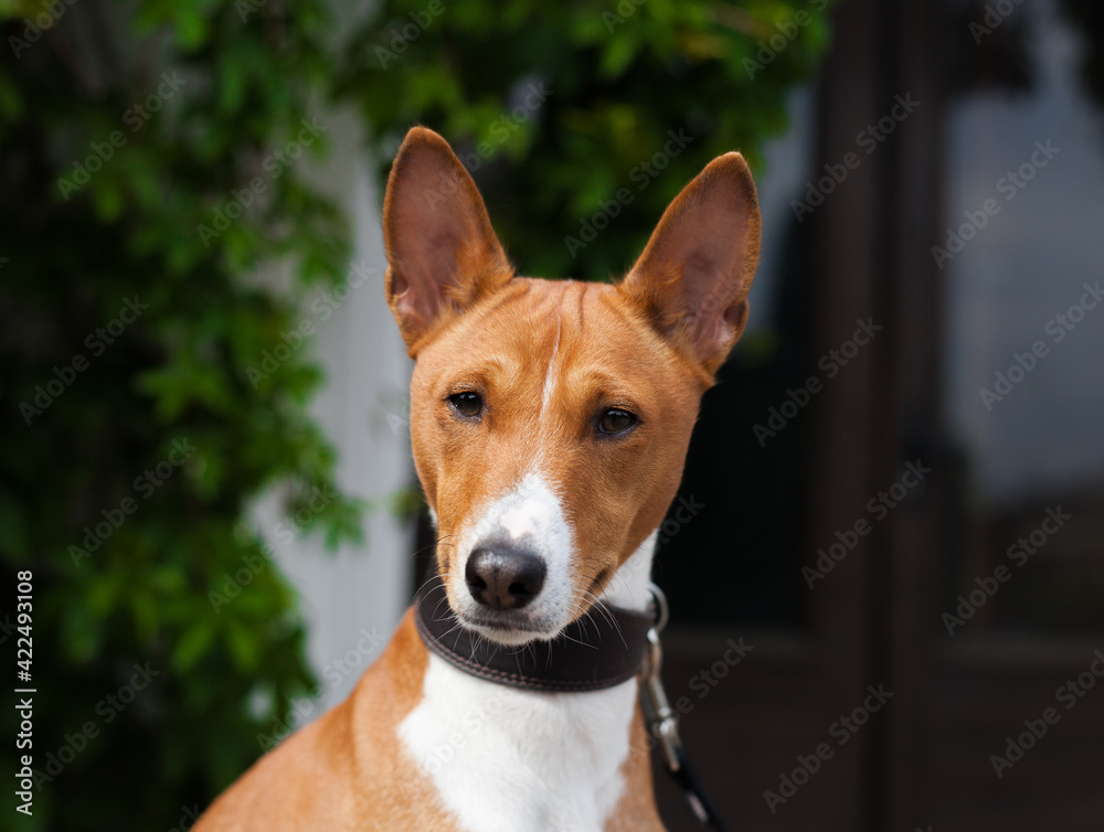 Beautiful Basenji dog walking in the park Beautiful Basenji dog walking in the park