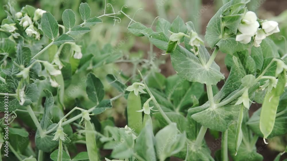 Young green peas on a bush close-up. bushes of young green peas in the field. green peas in spring close-up.