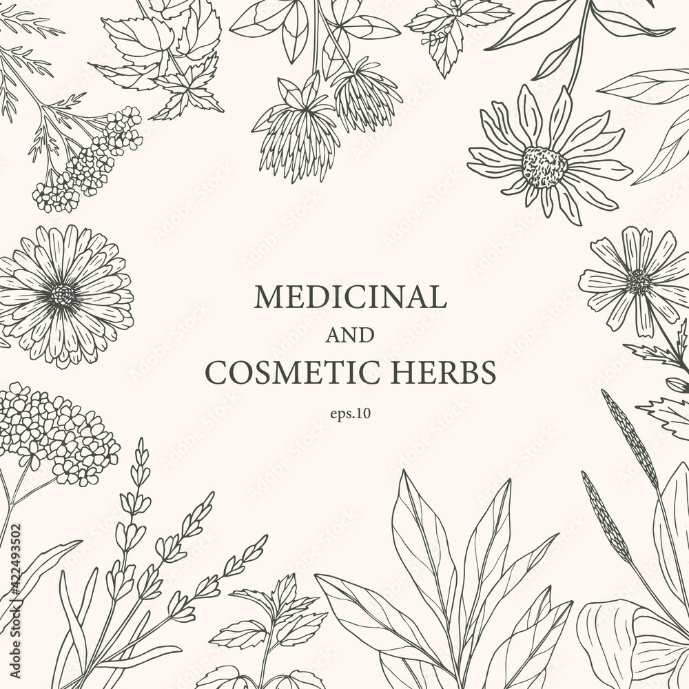 Hand drawn medicinal and cosmetic plants, herbs. Botanical banner, decorative background for organic cosmetics, medicine. 