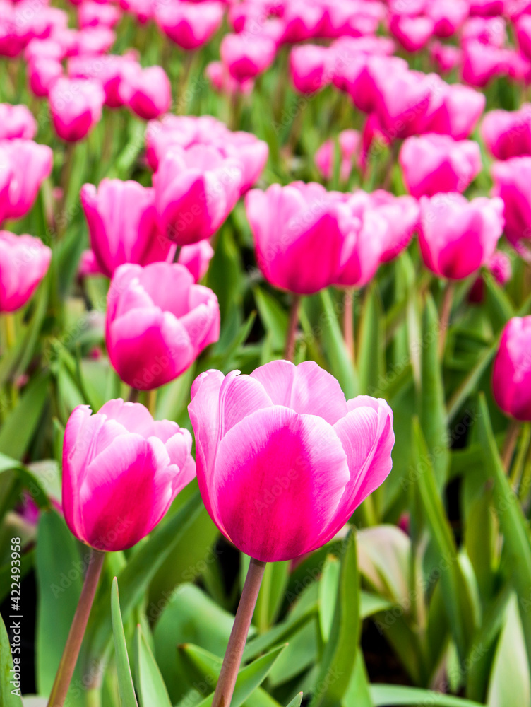 View of beautiful tulips growing in the garden. View of beautiful tulips growing in the garden.
