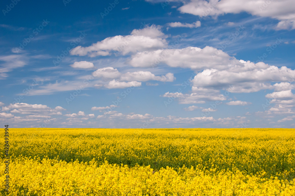 Beautiful landscape with yellow rapeseed field against the blue sky..Yellow rape seed field in spring. Nature landscape with yellow flowers. Alternative energy. Biofuels. Green energy.