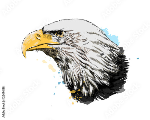 Bald eagle head portrait from a splash of watercolor, colored drawing, realistic. Vector illustration of paints