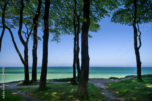 Traumhafter Waldrand an der Ostsee im Frühling