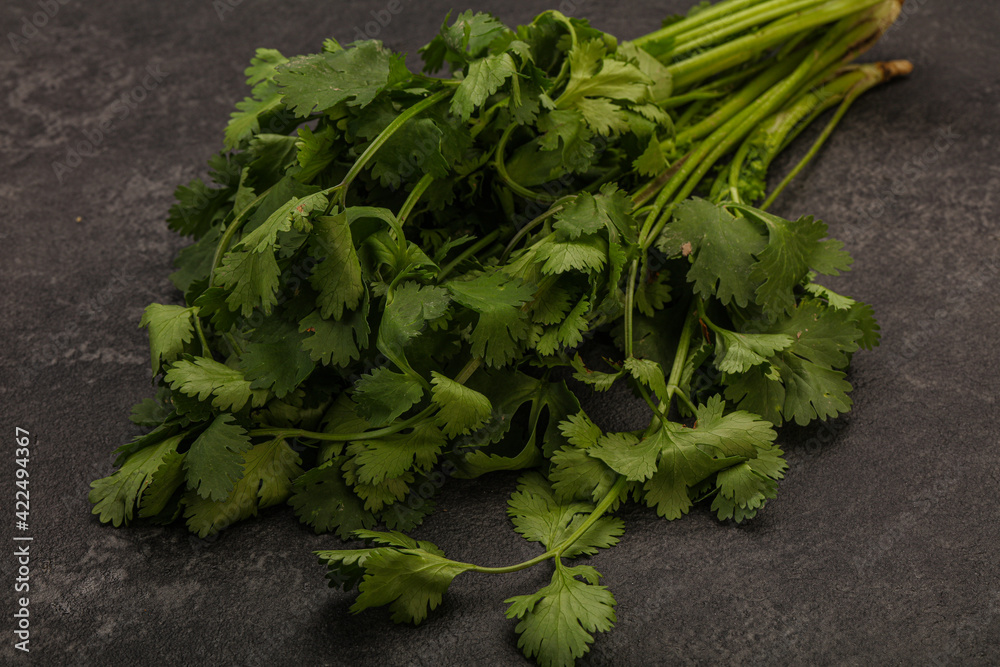 Green coriander or cilanto leaves heap Green coriander or cilanto leaves heap
