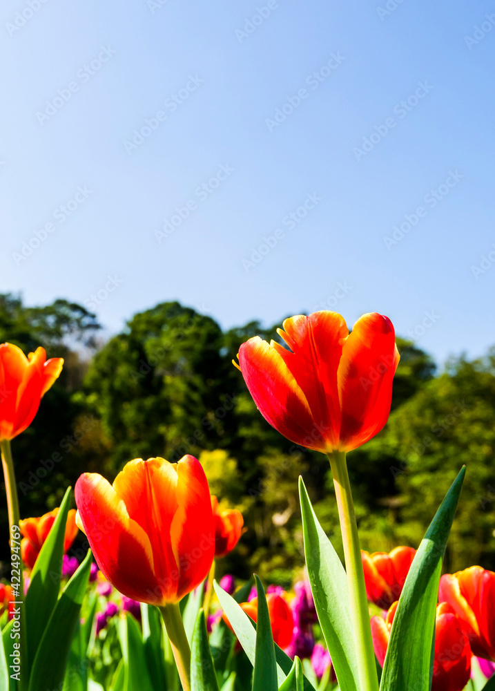 Beautiful tulips flower with the blue sky background Beautiful tulips flower with the blue sky background