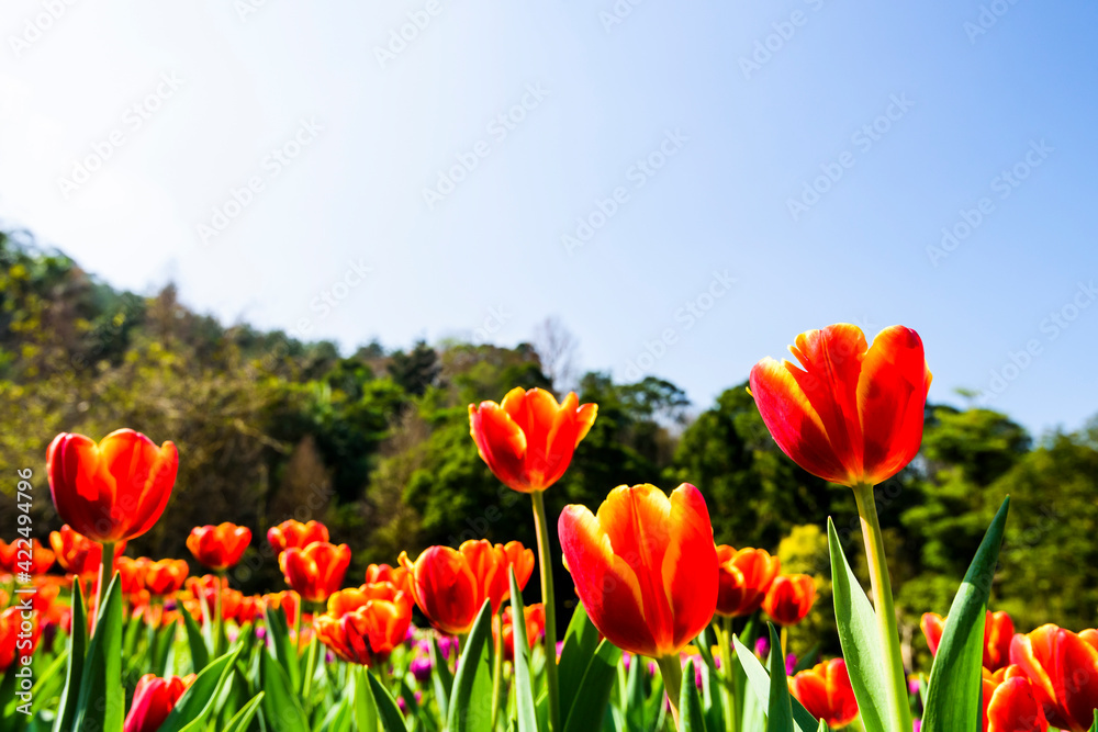 Fototapeta premium Beautiful tulips flower with the blue sky background