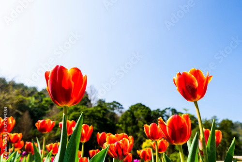 Beautiful tulips flower with the blue sky background