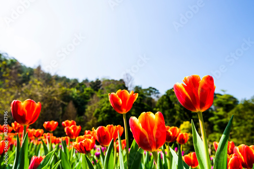 Beautiful tulips flower with the blue sky background