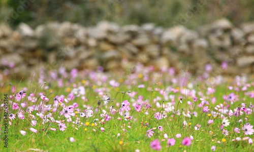 Pink flowers on green meadow in spring