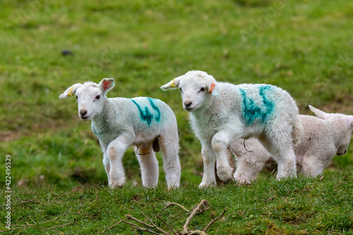 A pair of early spring lambs in green pasture