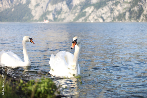  Beautiful swan swims in a lake in Austria