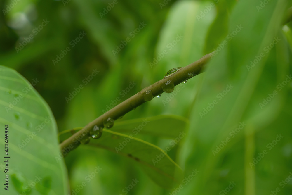 Transparent water droplets on green branches. Transparent water droplets on green branches.