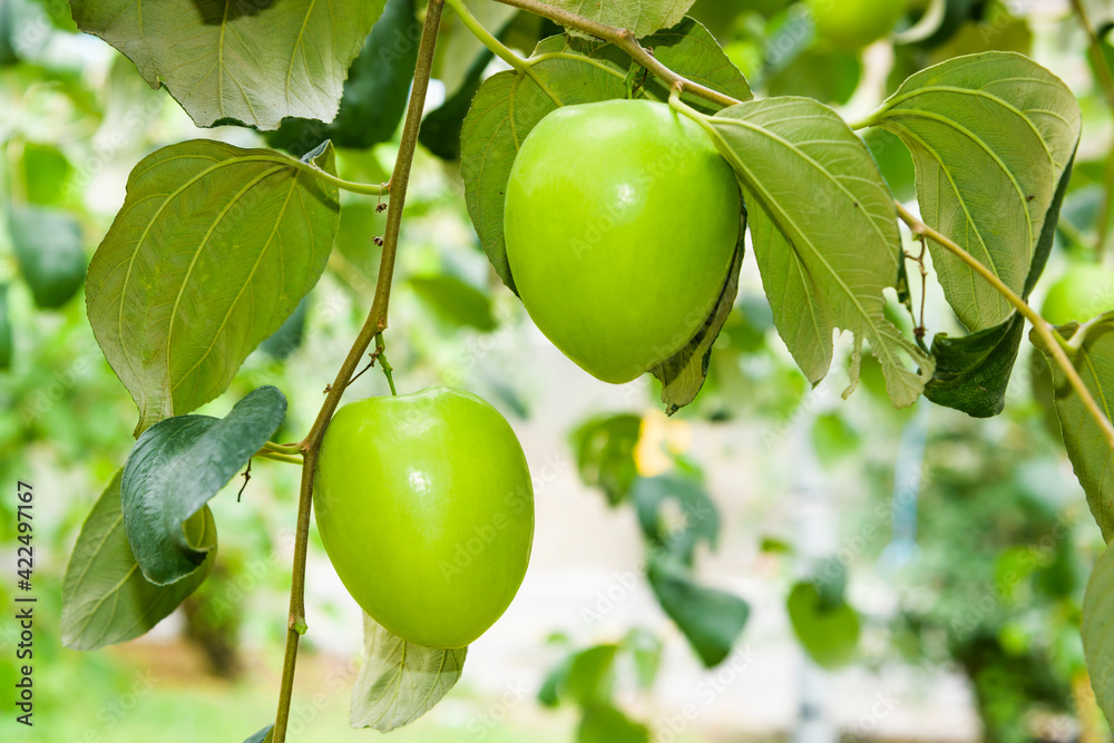 Close-up of green jujube fruit growing in the orchard.